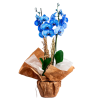 Mavi Orkide Çiçeği
