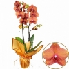 Ateş Rengi Orkide