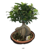 Bonsai Bitkisi