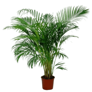 Areca palmiyesi